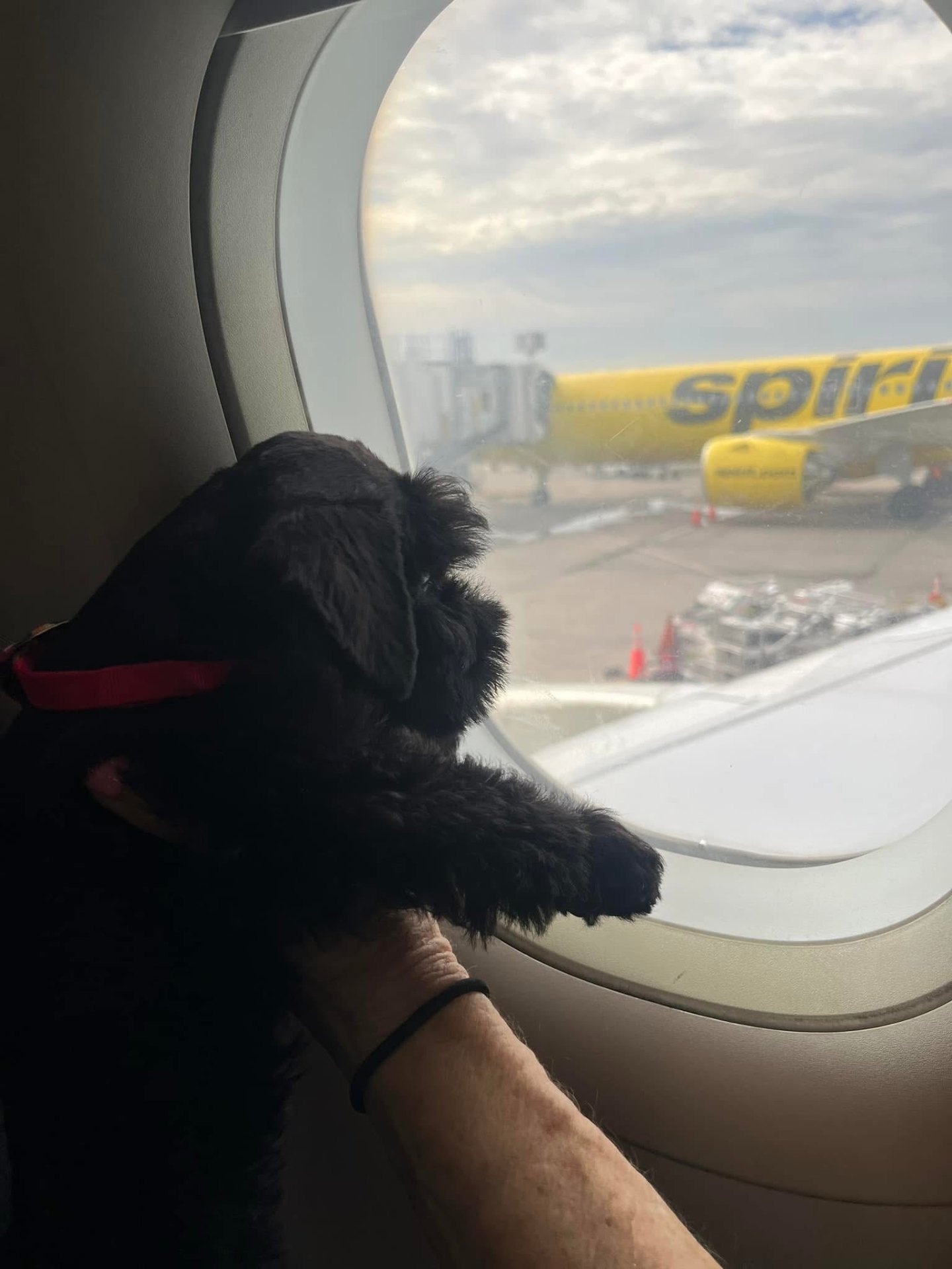 Pet nanny traveling with puppy